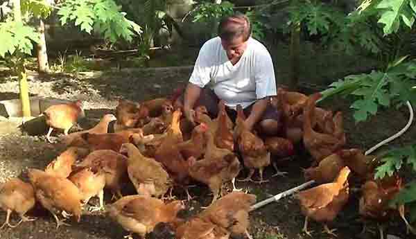 درآمد پرورش مرغ تخمگذار بومی - سپید طیور